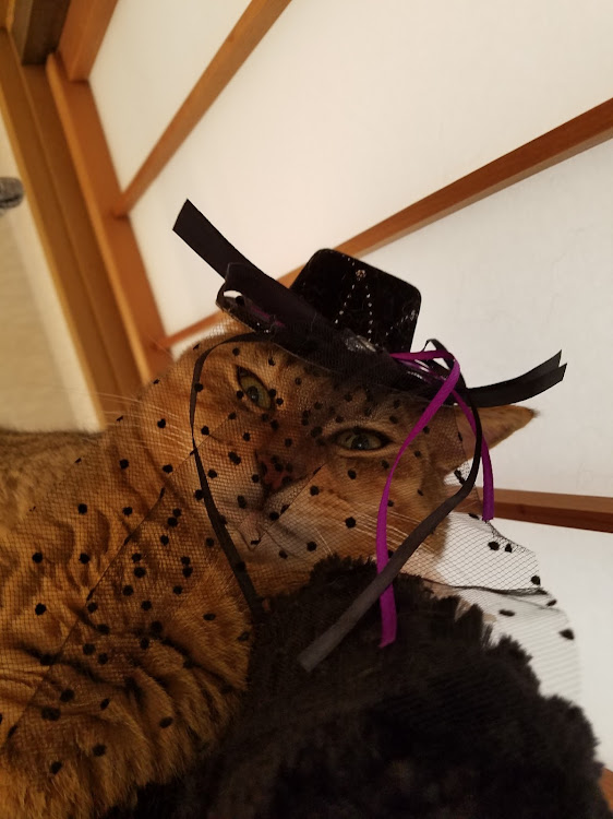カローラスポーツのRZ😺🐾さんが投稿したカスタム事例の投稿画像6枚目