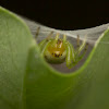 Kidney Garden Spider