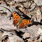 Eastern Comma