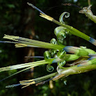 Angel's Tears Flowers