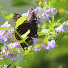 Great EggFly Butterfly