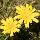 Mouse-ear Hawkweed