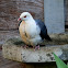 White-headed Pigeon - male