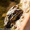 Iberian Water Frog