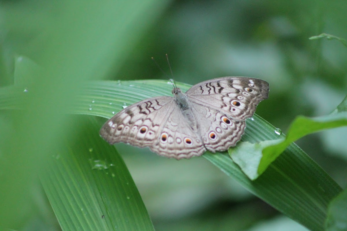 Grey Pansy