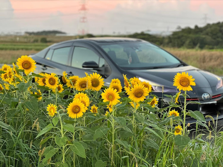 プリウスのiPhone13pro・向日葵と愛車に関するカスタム事例の投稿画像8枚目