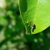 Tiger Swallowtail Caterpillar