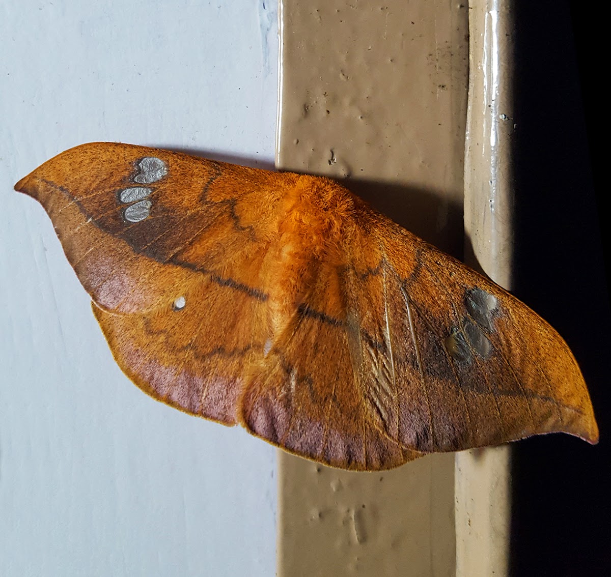 Jordan's Window Moth Female