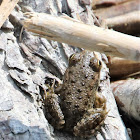 Marsh frog