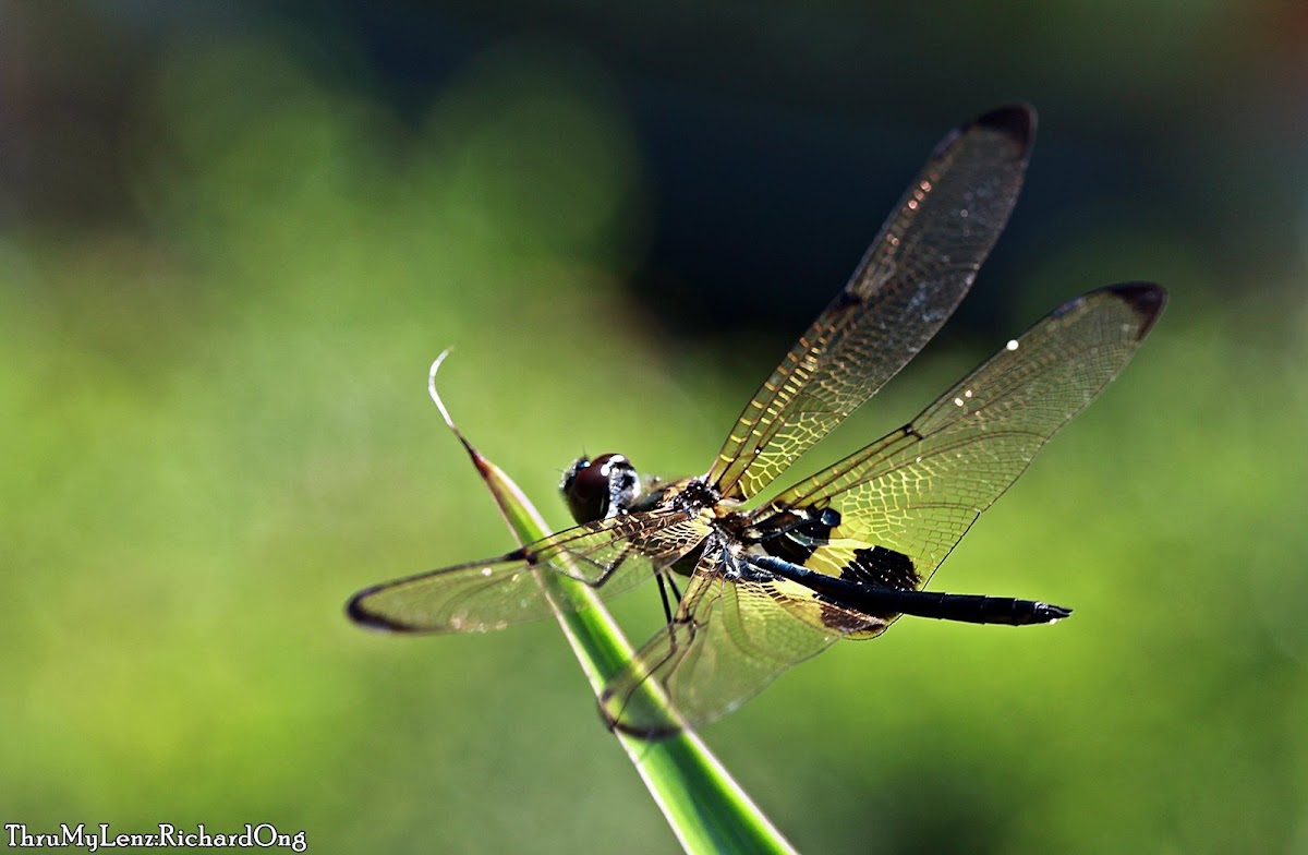 Common Plain Skimmer