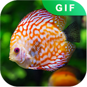 Top Fish Aquarium GIF NEW 1.0 Icon