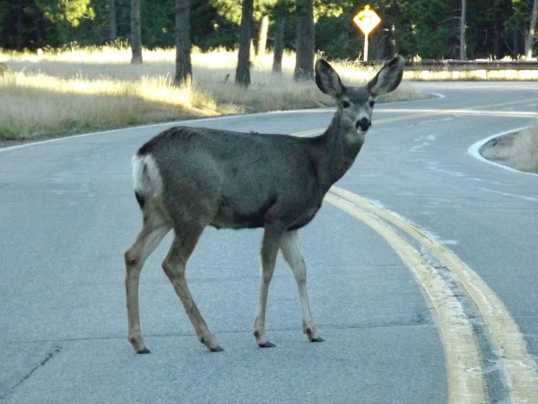 Mule Deer