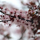 Thundercloud cherry plum tree