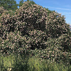 California Buckeye tree