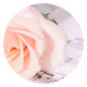 Pink Rose New Tab HD Pop Flower Theme