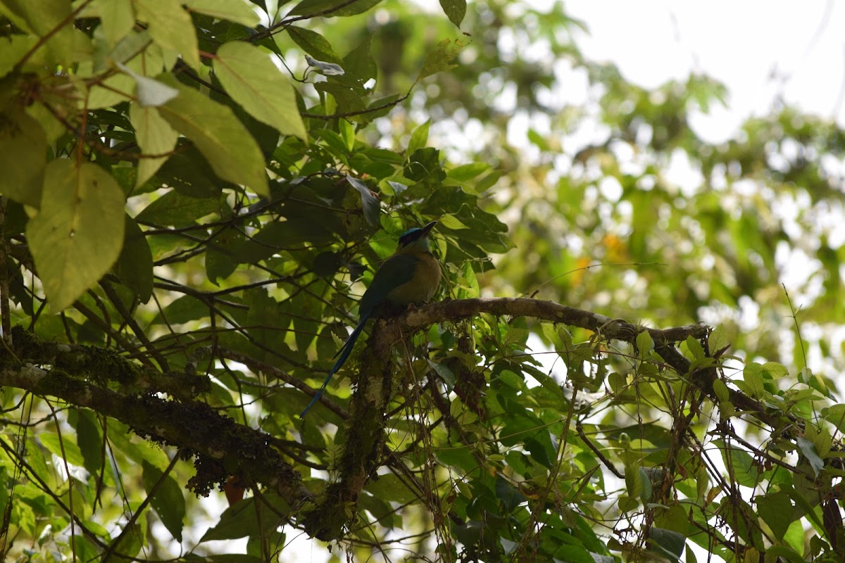 Pájaro péndulo