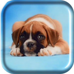 Amazing Puppies Live Wallpaper.apk 2.0