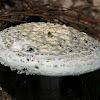 Unknown Amanita?