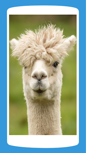 Cute Llama Wallpaper HD 4K