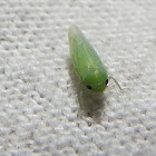 Leaf hopper