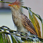 Guira cuckoo