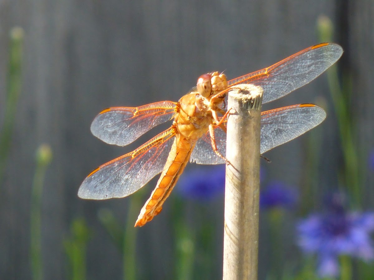 Flame Skimmer Dragonfly