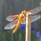 Flame Skimmer Dragonfly