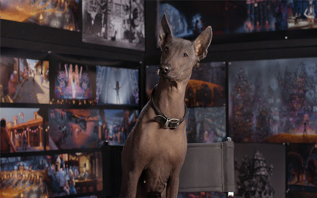 Pharaoh Hound Themes & New Tab