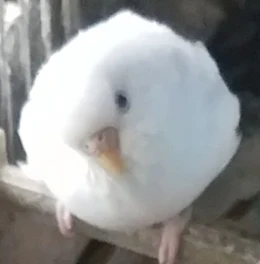 見て！！！(サムネはうちの飼ってるインコ)