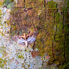 Moth on Bark