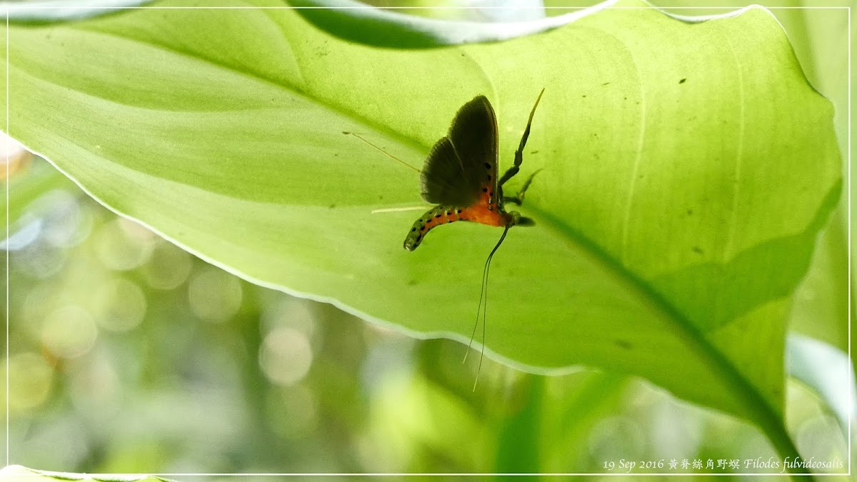 Filodes fulvideosalis 黃脊絲角野螟