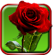 Roses Live Wallpaper Download on Windows