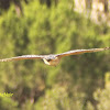 Red-shouldered Hawk