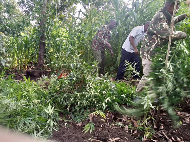 Police cutting down the stems on bhang in Solai, Nakuru County.