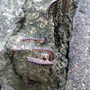 Greenhouse Millipede