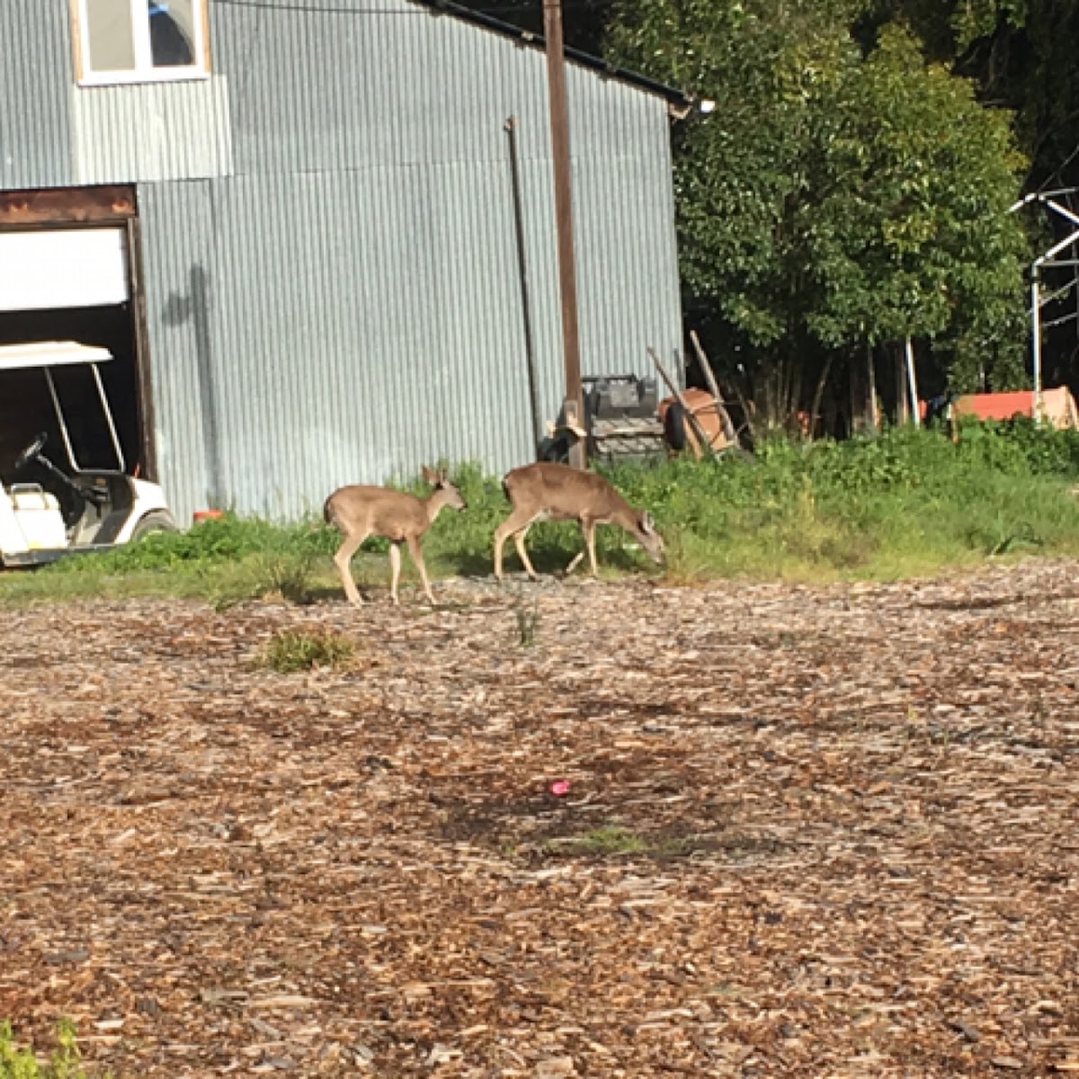 Columbian Black-Tailed Deer