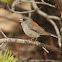 Gray-headed Junco