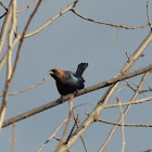 Brown-headed Cowbird