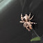 Canopy Jumping Spider