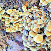 Sulphur tuft