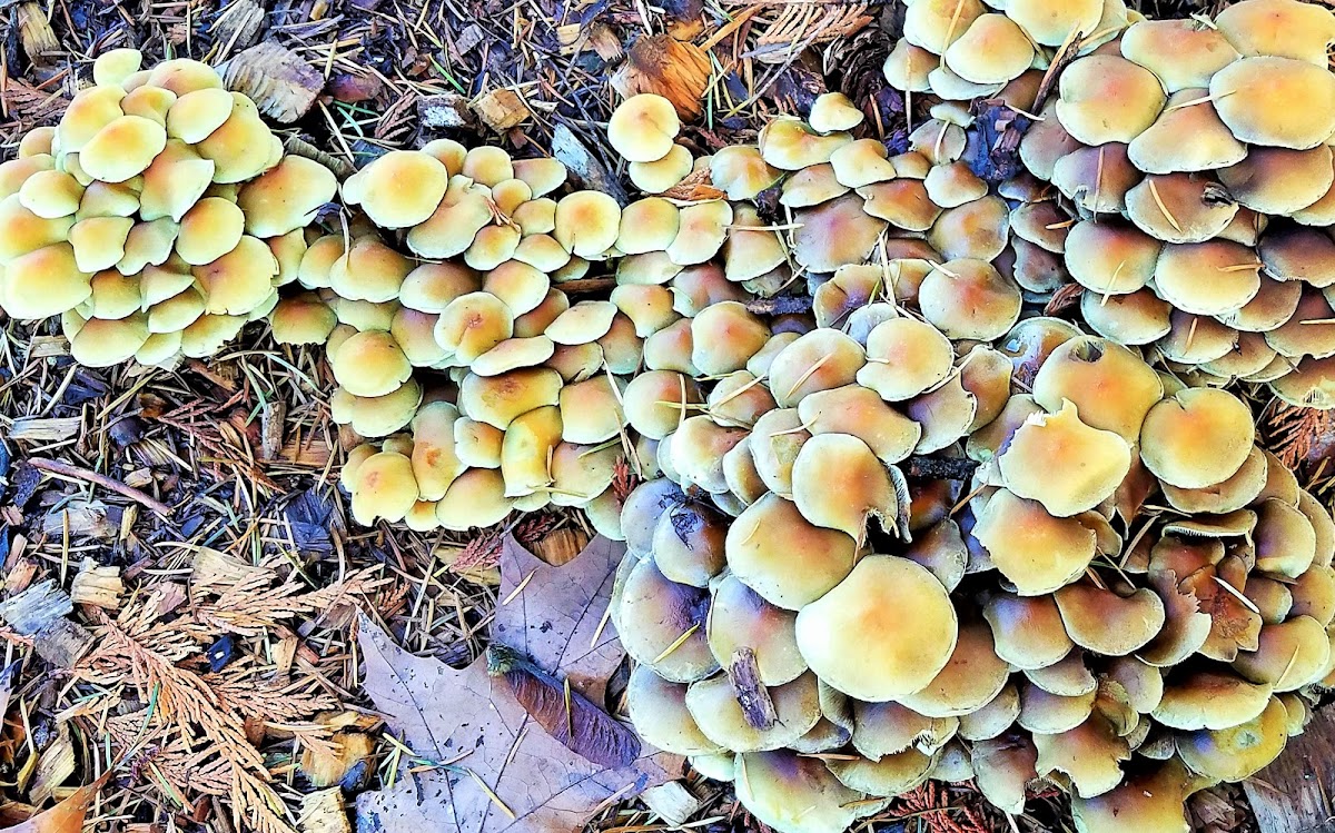 Sulphur tuft