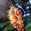 Red seed pod