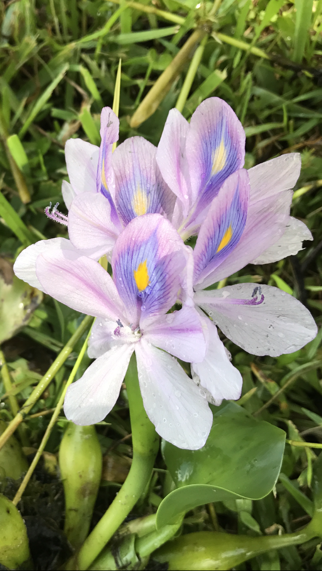 Water Hyacinth