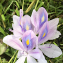 Water Hyacinth