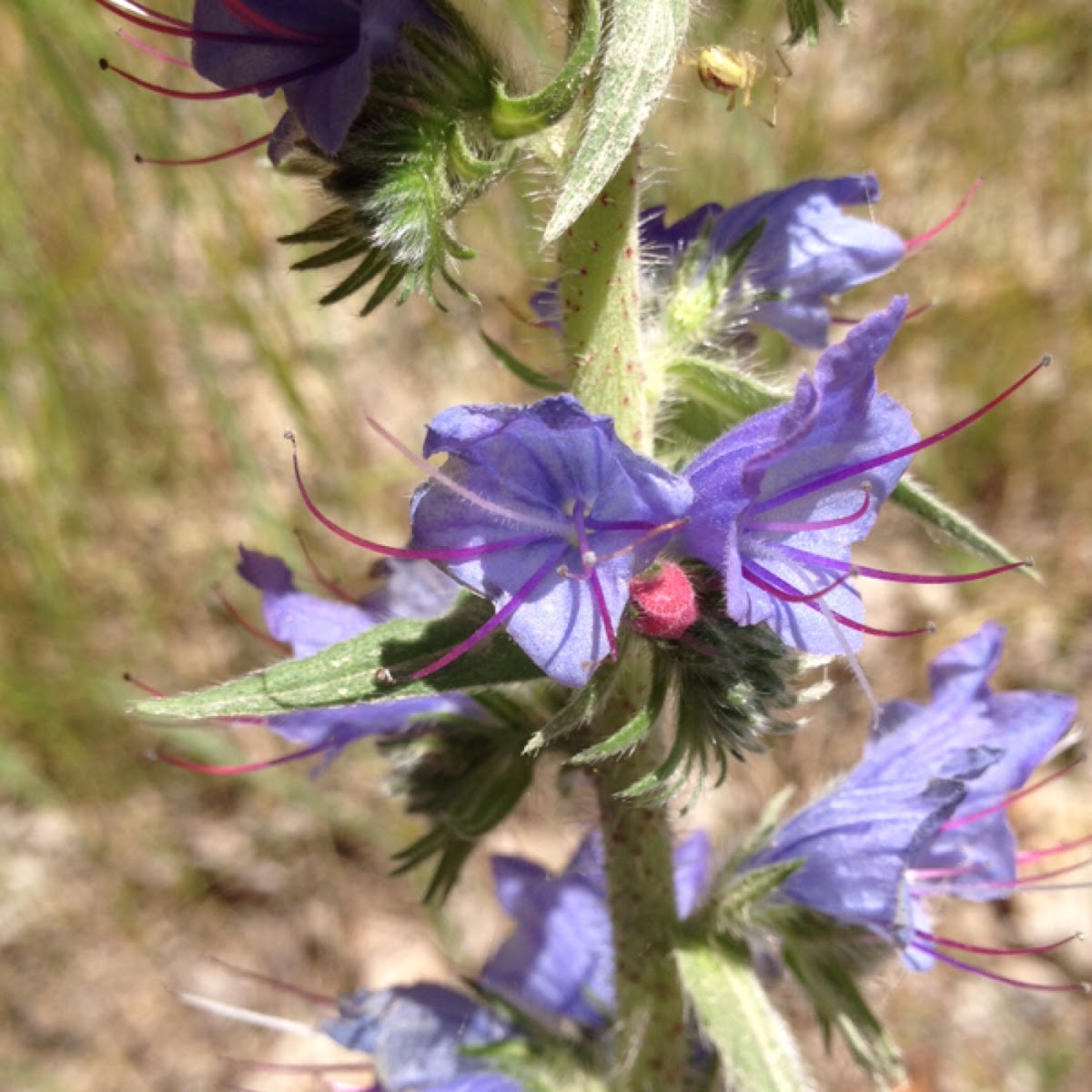 Viper's Bugloss or Blueweed