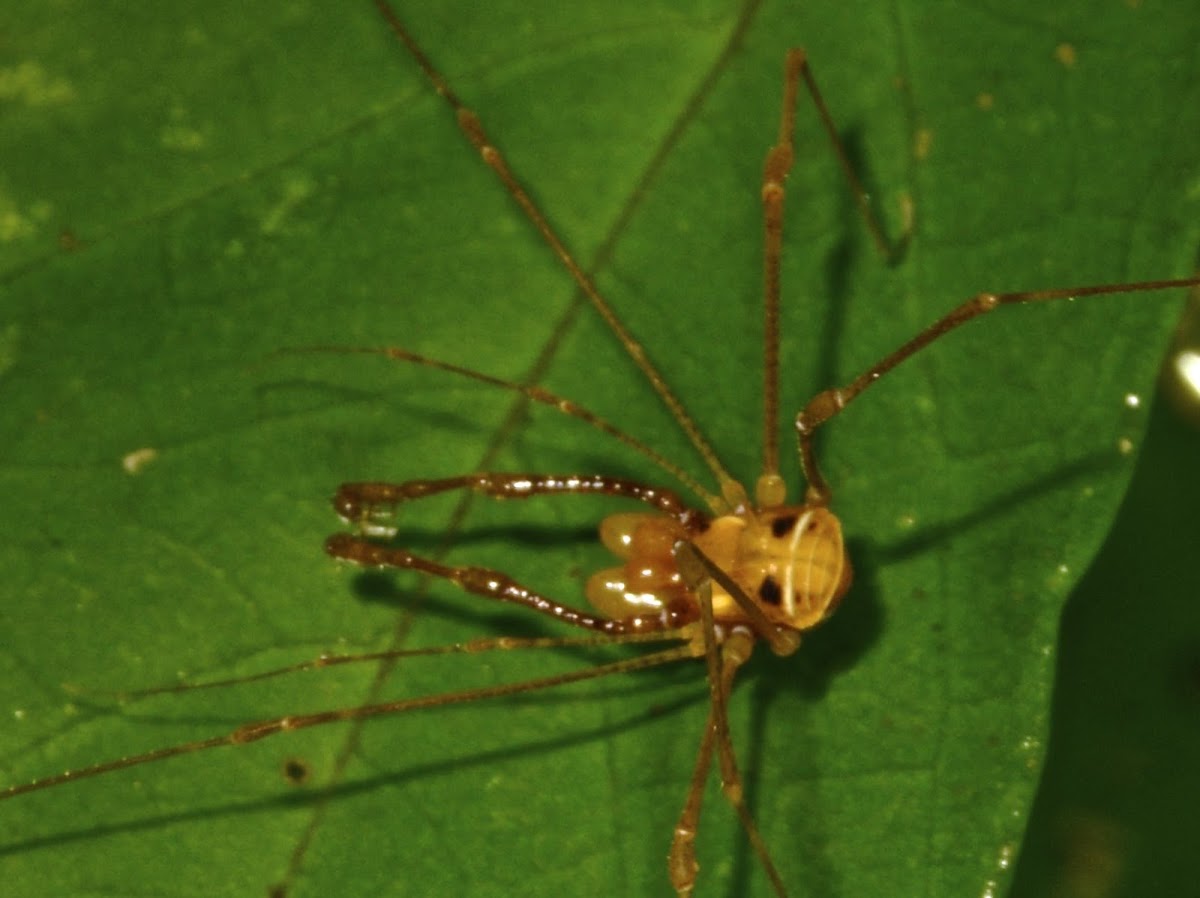 Harvestman Spider