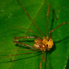 Harvestman Spider