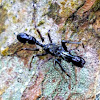 Ant mimicking jumping spider