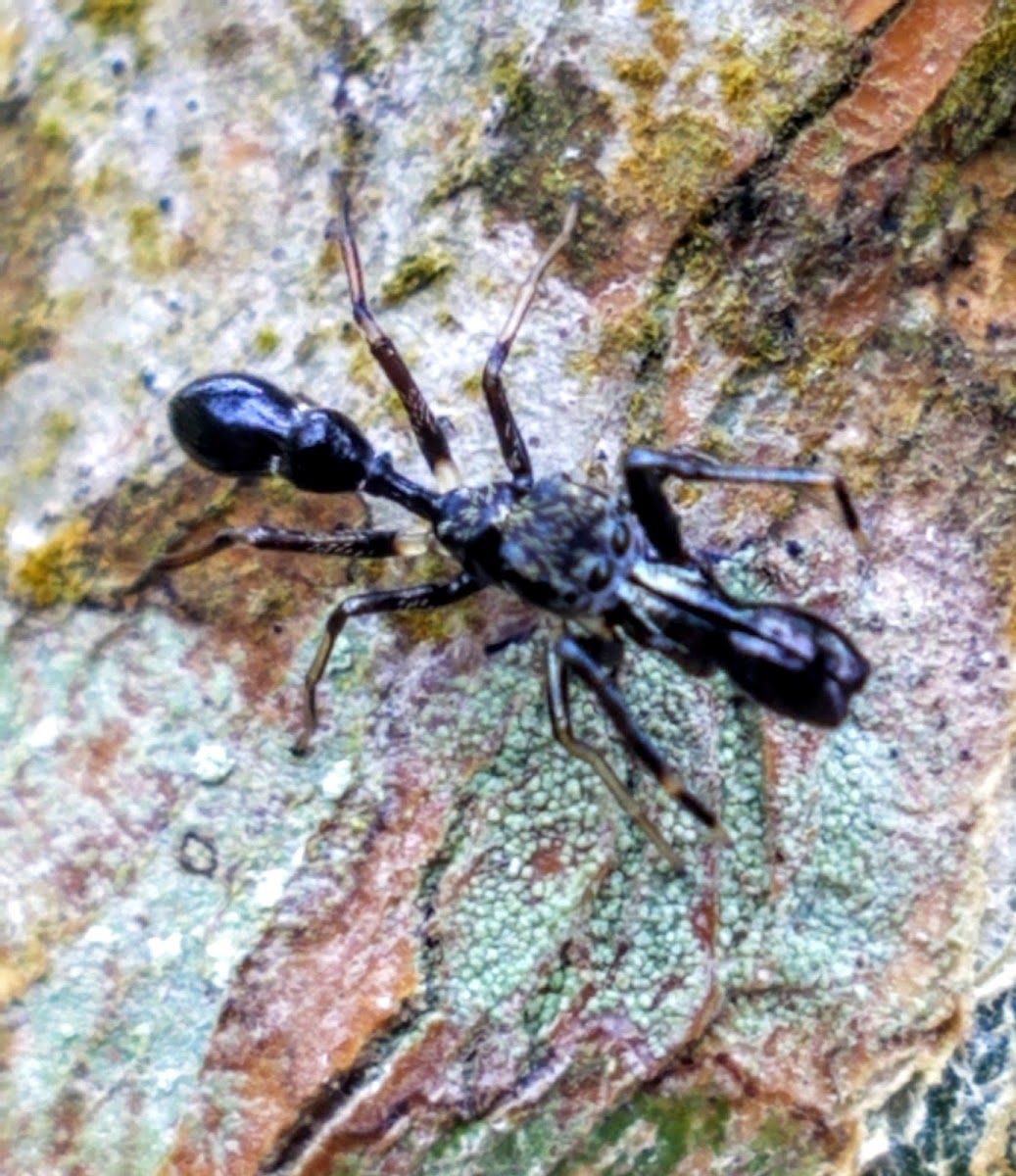 Ant mimicking jumping spider