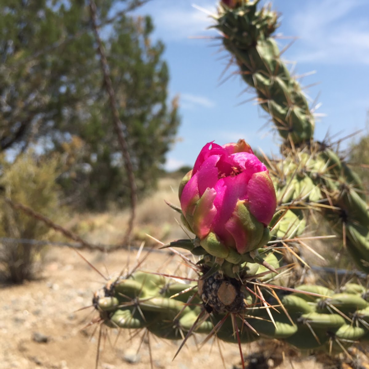 Cholla cactus